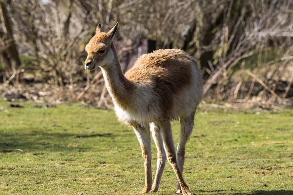 Vicunas, Vicugna Vicugna, relatives of the llama — Stock Photo, Image