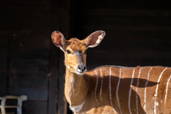 Nyala Antelope - Tragelaphus angasii. Animaux sauvages . — Photo