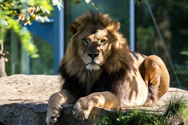 The lion, Panthera leo is one of the four big cats in the genus Panthera — Stock Photo, Image