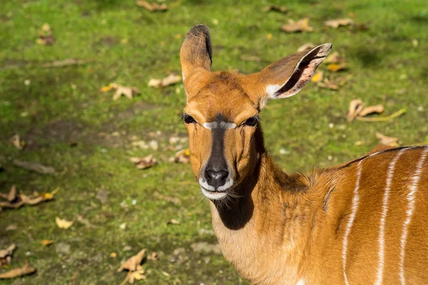 니 알라 영양 영양-Tragelaphus angasii 야생 동물. — 스톡 사진