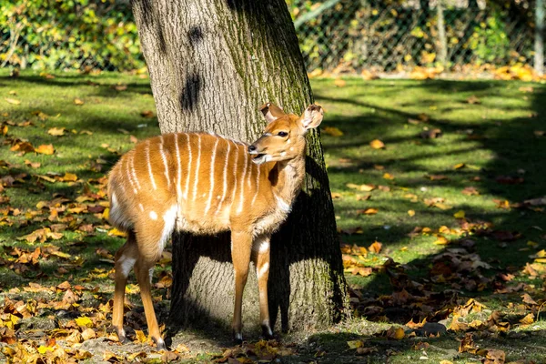 Nyala Antelope - Tragelaphus angasii. Vida silvestre animal . — Foto de Stock
