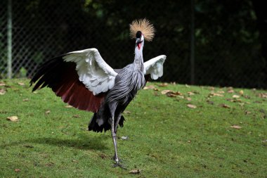 Siyah taç Crane, Balearica pavonina Hayvanat Bahçesi
