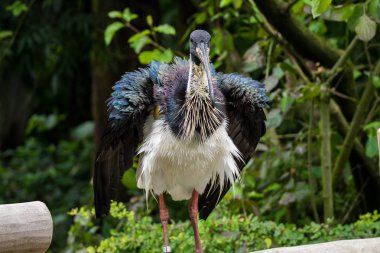 Saman boyunlu aynak Threskiornis spinicollis Hayvanat Bahçesi