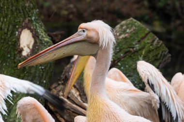 Büyük beyaz pelikan, Pelecanus onocrotalus Hayvanat Bahçesi