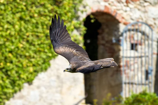 The Tawny Eagle, Aquila rapax is a large bird of prey. — Stock Photo, Image