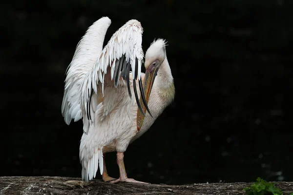 Большой белый пеликан, Pelecanus onocrotalus в зоопарке — стоковое фото