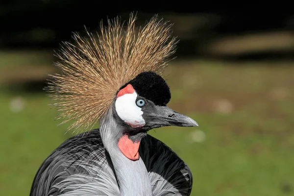 Černý jeřáb, Balearica pavonina v zoo — Stock fotografie