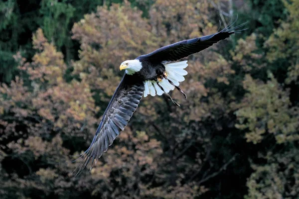 Flygande bald eagle lat. haliaeetus leucocephalus i en park — Stockfoto