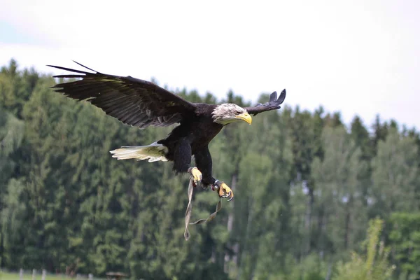 Weißkopfseeadler lat. haliaeetus leucocephalus in einem Park — Stockfoto