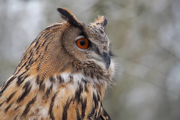 Euroasijské výr velký Bubo bubo v německé přírodní park — Stock fotografie