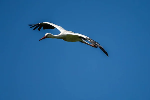 Flying European white stork, Ciconia ciconia in a german nature park — Stock Photo, Image