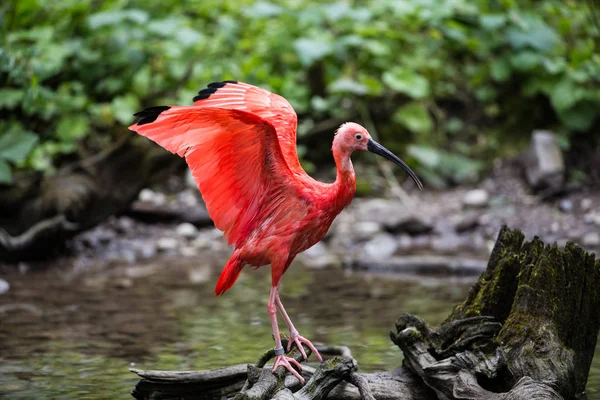 Scarlet ibis, Eudocimus ruber. Animais selvagens no zoológico — Fotografia de Stock