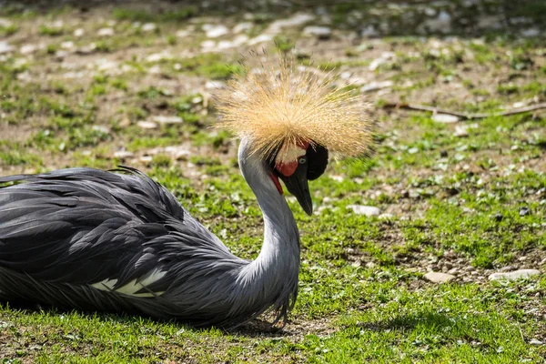 Černý jeřáb, Balearica pavonina v zoo — Stock fotografie