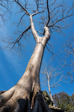 Antik Tapınağı, Ta Prohm, Angkor, Kamboçya