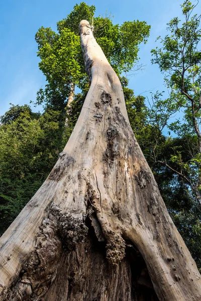 Der antike Tempel von ta prohm, angkor, Kambodscha — Stockfoto