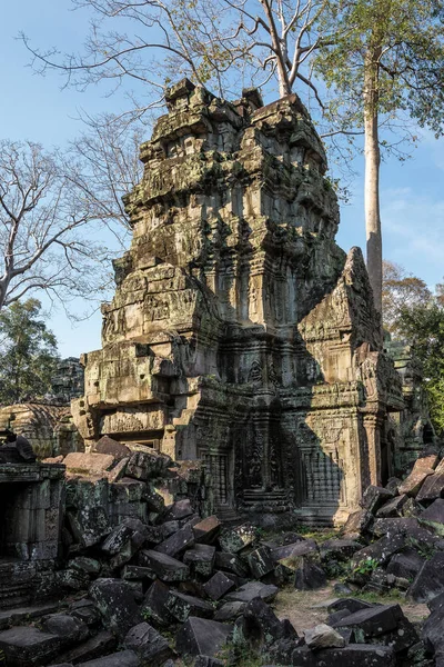 Antik Tapınağı, Ta Prohm, Angkor, Kamboçya