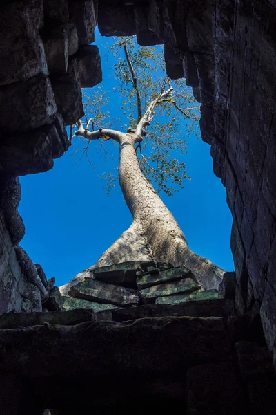 Preah khan tempel in komplexen angkor wat in siem reap, Kambodscha — Stockfoto