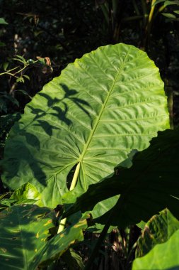 Luang prabang, Laos de Tat Kuang Si Şelaleler yakınlarındaki Yağmur ormanı