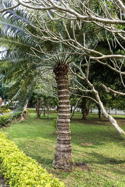 Palme im königlichen Palast haw kham in luang prabang, laos, asien — Stockfoto