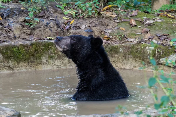 動物保護の黒いクマ、タットクアンシの滝、ルアンパバーン、ラオス — ストック写真