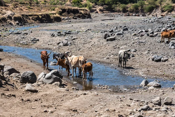 Брахман или Зебу питьевая вода в Тиграе, Северная Эфиопия — стоковое фото