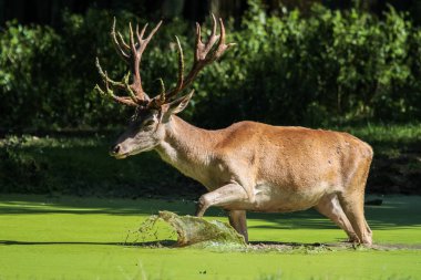 Kızıl geyik, Cervus elaphus bir Alman Doğa Parkı