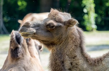 Bactrian deve, Camelus bactrianus Alman bir hayvanat bahçesi