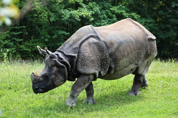 El rinoceronte indio, Rhinoceros unicornis aka Gran rinoceronte de un cuerno — Foto de Stock
