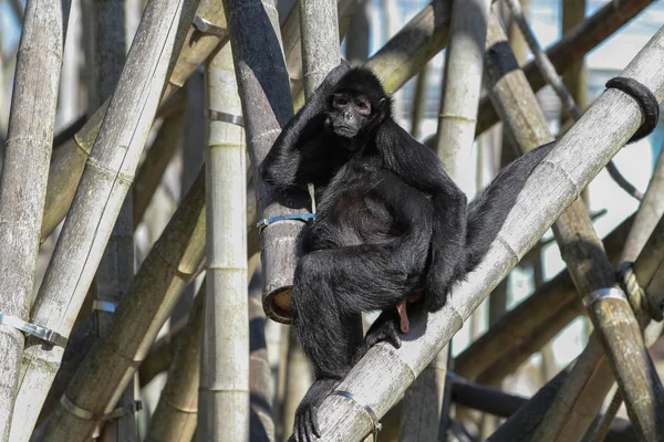 Ateles fusciceps es una especie de mono araña de la familia Atelidae. — Foto de Stock