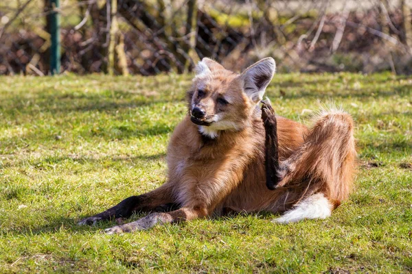 大灰狼（英语：Maned Wolf）是南美洲最大的犬科动物。 — 图库照片