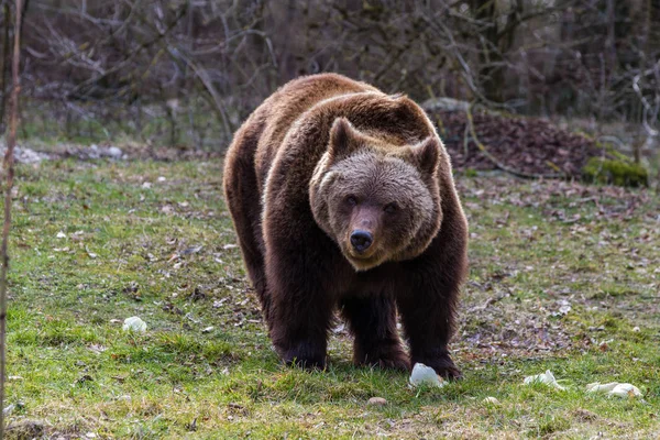 Urso pardo europeu, ursus arctos em um parque — Fotografia de Stock