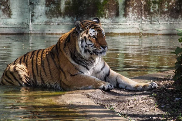 Der sibirische Tiger, Panthera tigris altaica im Zoo — Stockfoto