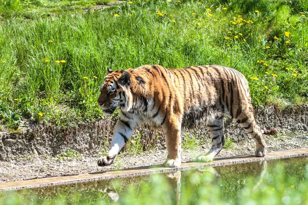 動物園のアムールトラ、シベリアの虎 — ストック写真