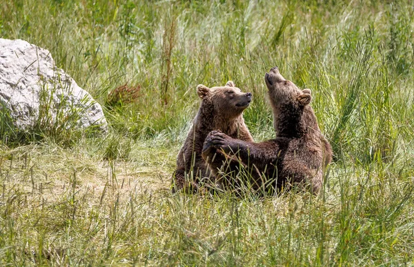 Europejski niedźwiedź brunatny, ursus arctos w parku — Zdjęcie stockowe