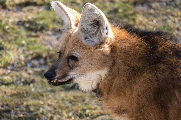 The Maned Wolf, Chrysocyon brachyurus is the largest canid of South America — Stock Photo, Image
