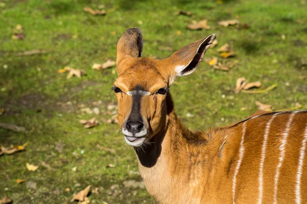 Nyala antilope - tragelaphus angasii. Wildtier. — Stockfoto