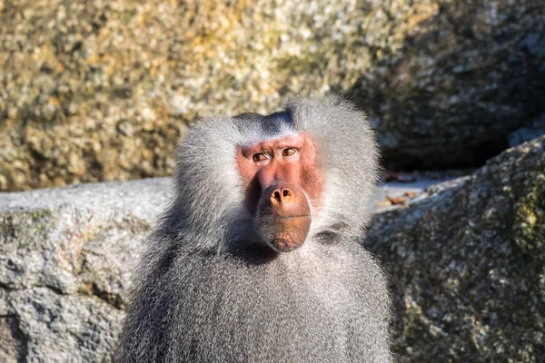 Le babouin des hamadryas, Papio hamadryas est une espèce de babouin — Photo