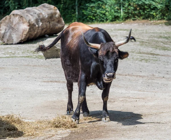 一体牛、ボスのゾウおうし座または動物園でオーロックス — ストック写真