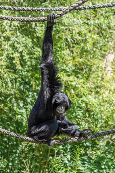 Siamang, Symphalangus syndactylus es un gibón arbóreo de piel negra — Foto de Stock