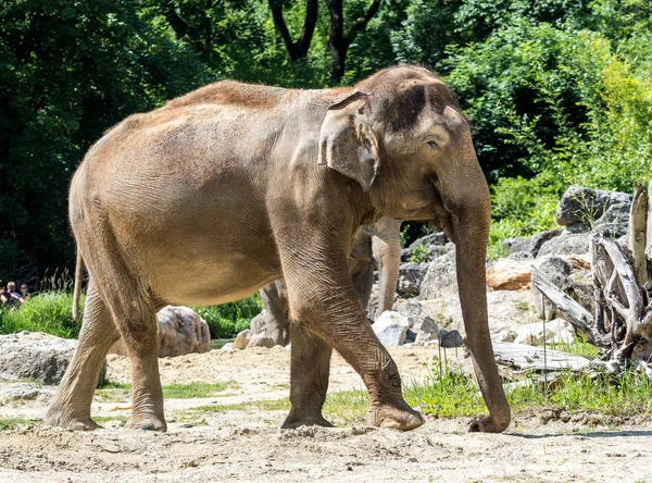 The Asian elephant, Elephas maximus also called Asiatic elephant