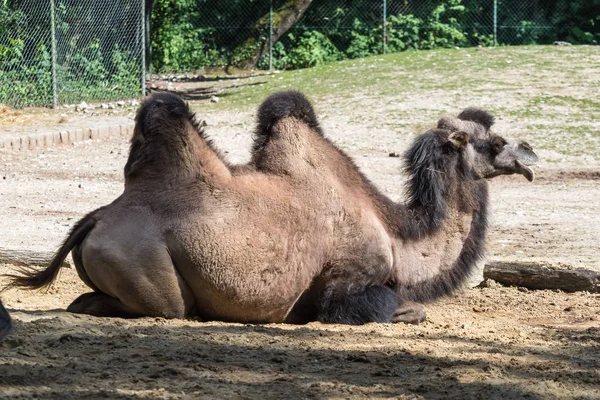 Kétpúpú teve, egy német állatkertben Camelus bactrianus — Stock Fotó