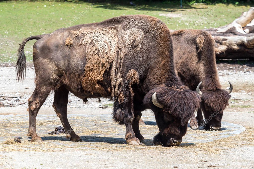 American buffalo known as bison, Bos bison in the zoo