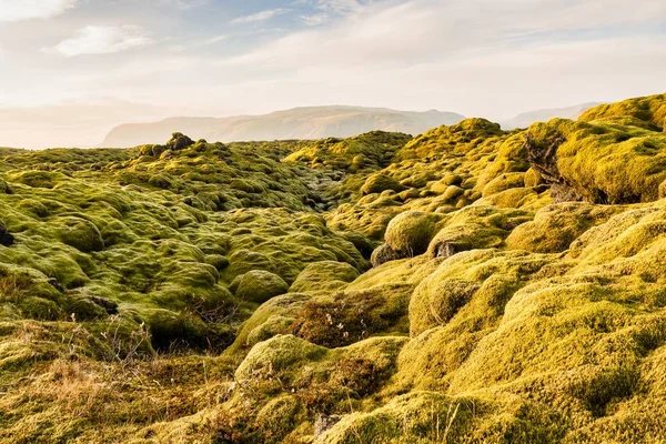 Mossy lávová pole poblíž Viku na Islandu — Stock fotografie