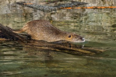 Nehir faresi veya eğitimin olarak da bilinen coypu, Myocastor adatavşanları,