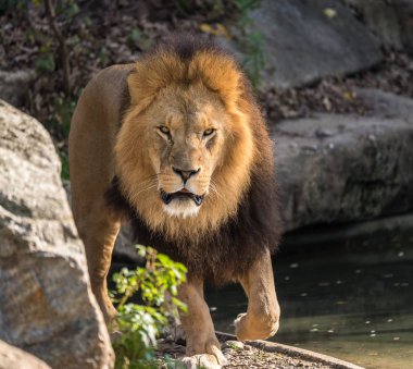 Aslan, Panthera leo cins Panthera dört büyük kedilerde biridir