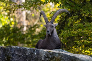 Erkek dağ dağ keçisi ya da bir kayaya oturan capra ibex