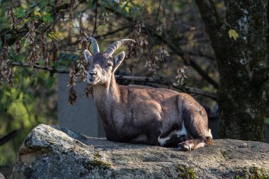 Erkek dağ dağ keçisi ya da bir kayaya oturan capra ibex