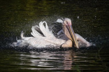 Büyük beyaz pelikan, Pelecanus onocrotalus Hayvanat Bahçesi