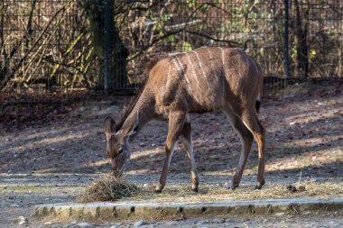 Büyük kudu, yayılım gösterir: strepsiceros ormanlık bir antilop olduğunu