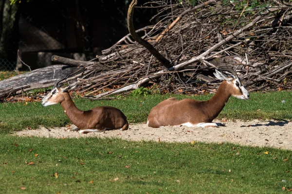 Dama gazelle, Gazella dama mhorr ou mhorr gazelle é uma espécie de gazela — Fotografia de Stock